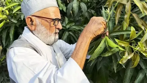 Gokil! Pria Ini Berhasil Budi Daya Pohon dengan 300 Jenis Mangga Gokil! Pria Ini Berhasil Budi Daya Pohon dengan 300 Jenis Mangga