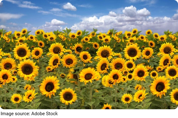 Sunflower Care Tips