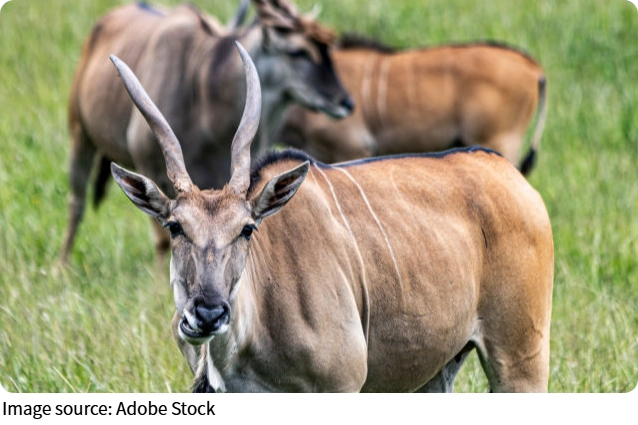 Cách Impala Thoát Nguy Hiểm