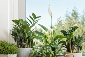 Keep Plants Looking Good