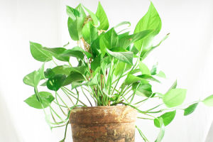 Save That Shelf Plant