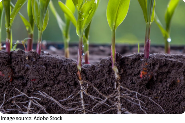 Fatigue des plantes