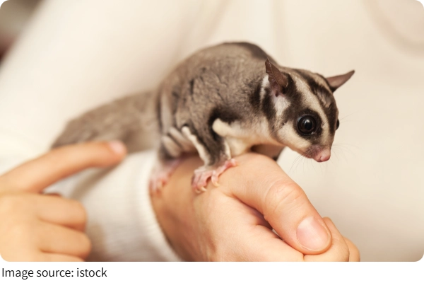 Sugar Glider Nokturnal