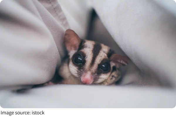 Sugar Glider Nokturnal