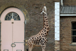 Giraffe Hidden Skills