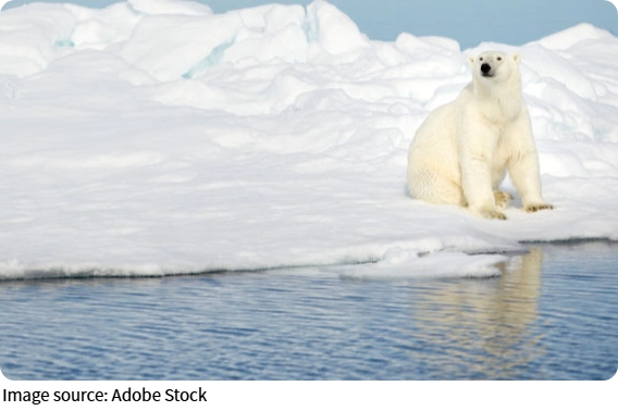 Polar Bear Secrets