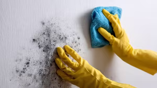 PC: AI Generated Clean small mould spots before it spreads <br><br>