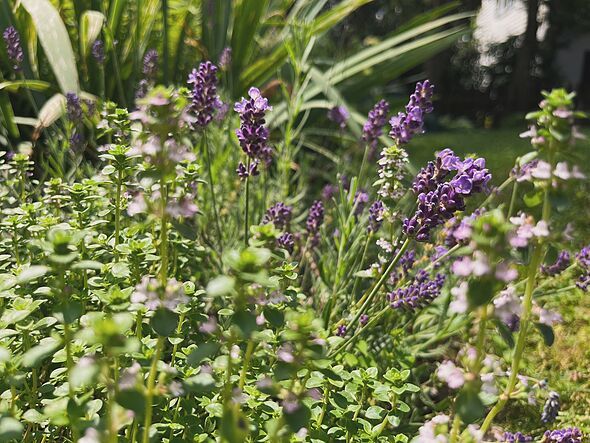 Lavender and thyme growing in an herb garden