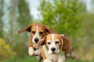 Beagle Life Unveiled