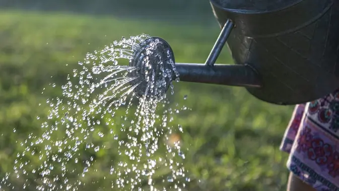 Teknik Penyiraman yang Tepat agar Bayam Tumbuh Sehat dan Tidak Layu Penyiraman rutin dengan jumlah air yang cukup membantu menjaga kelembapan tanah dan mendukung pertumbuhan singkong (Sumber Foto: Unsplash)
