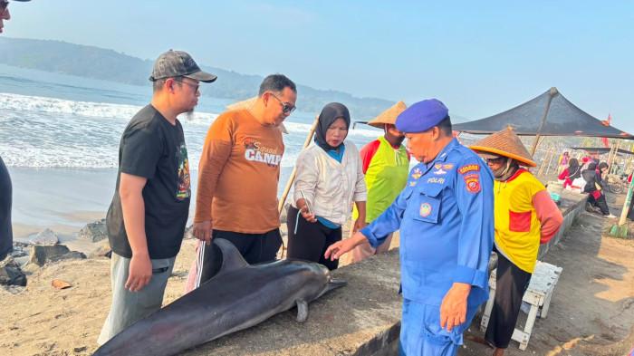 TERDAMPAR - Seekor lumba-lumba ditemukan terdampar dalam kondisi sudah mati di pesisir Pantai Timur Pangandaran, Kabupaten Pangandaran, Jawa Barat dan kemudian dikuburkan, Sabtu (8/8/2026) pagi.