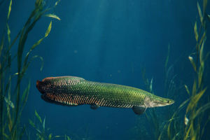 Plastic in Amazon Fish