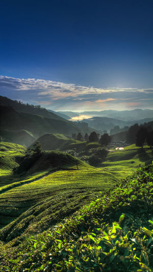 Cameron Highlands Tea