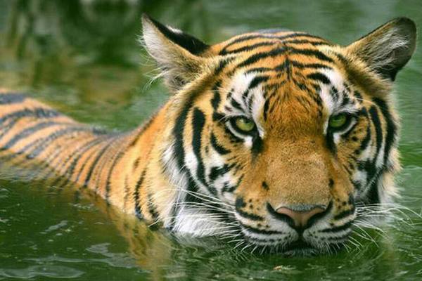 मनुष्य विरुद्ध वन्य: मानव आणि वन्यजीव यांच्यातील संघर्ष आवश्यक का झाला?