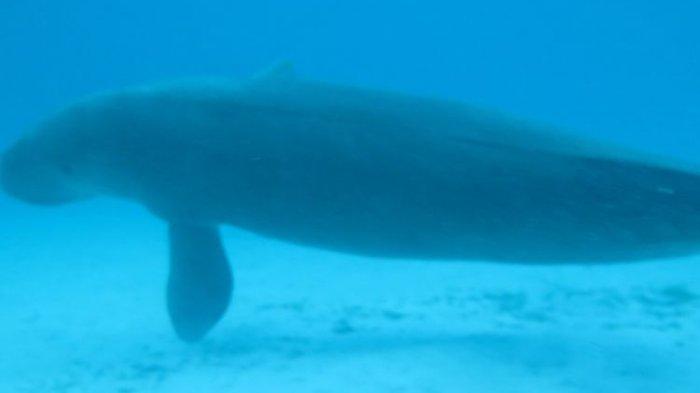 Duyung yang memiliki nama ilmiah Dugong dugon.
