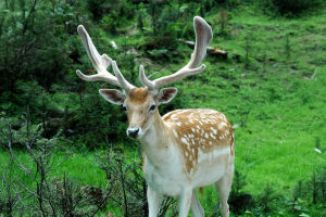 Fallow Deer Magic