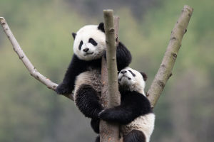 Tiny Panda, Huge Mystery!