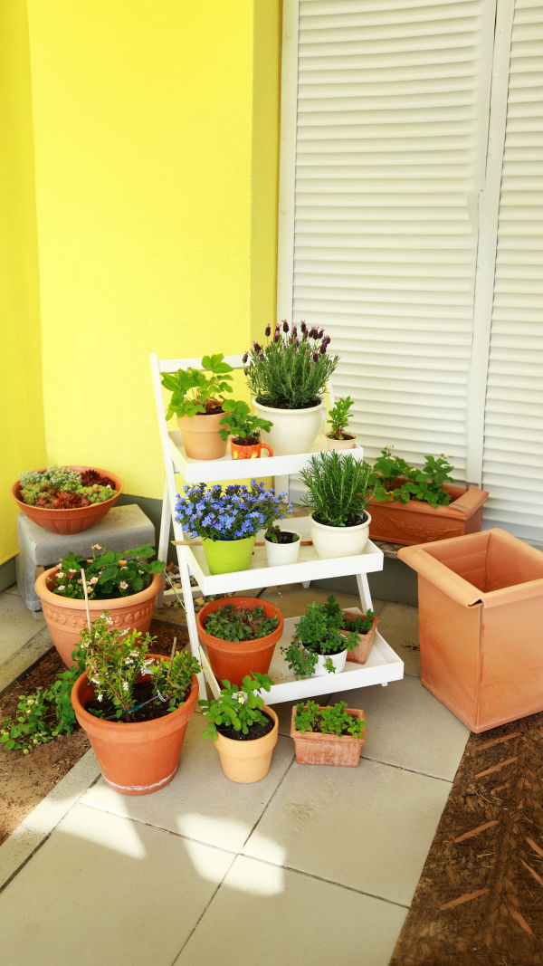 Small Space, Fresh Plants!