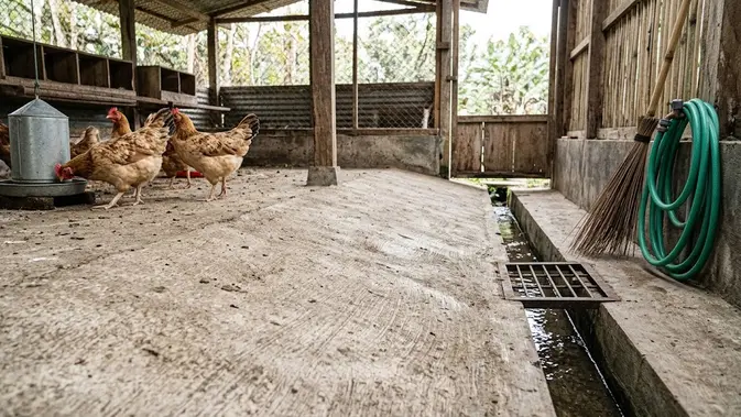 Kandang Ayam dengan Lantai Semen Miring. (Gambar: AI Generated)