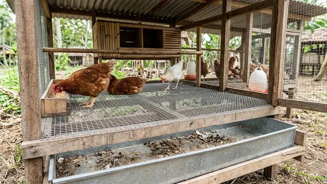 Kandang Ayam dengan Lantai Wire Mesh. (Gambar: AI Generated)