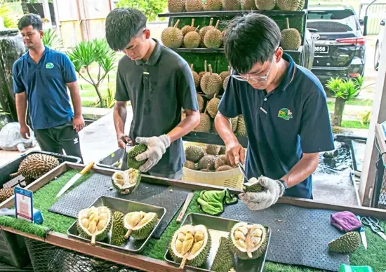 Keren! Pemuda 22 Tahun Bikin Bisnis Durian Keluarga Go Global