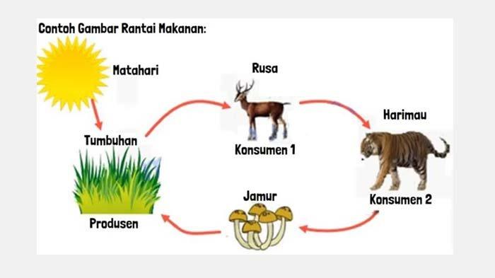 Kunci Jawaban IPAS Kelas 5 Halaman 52 Kurikulum Merdeka SD MI