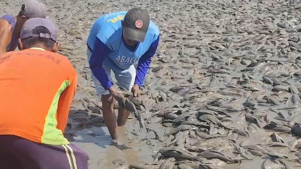 IKAN SAPU SAPU - Warga sekitar Bendung Karet Sungai Juwana berburu ikan sapu-sapu yang terdampar karena Sungai Juwana di Kabupaten Pati mengering dalam beberapa pekan terakhir, Rabu (2/9/2026).