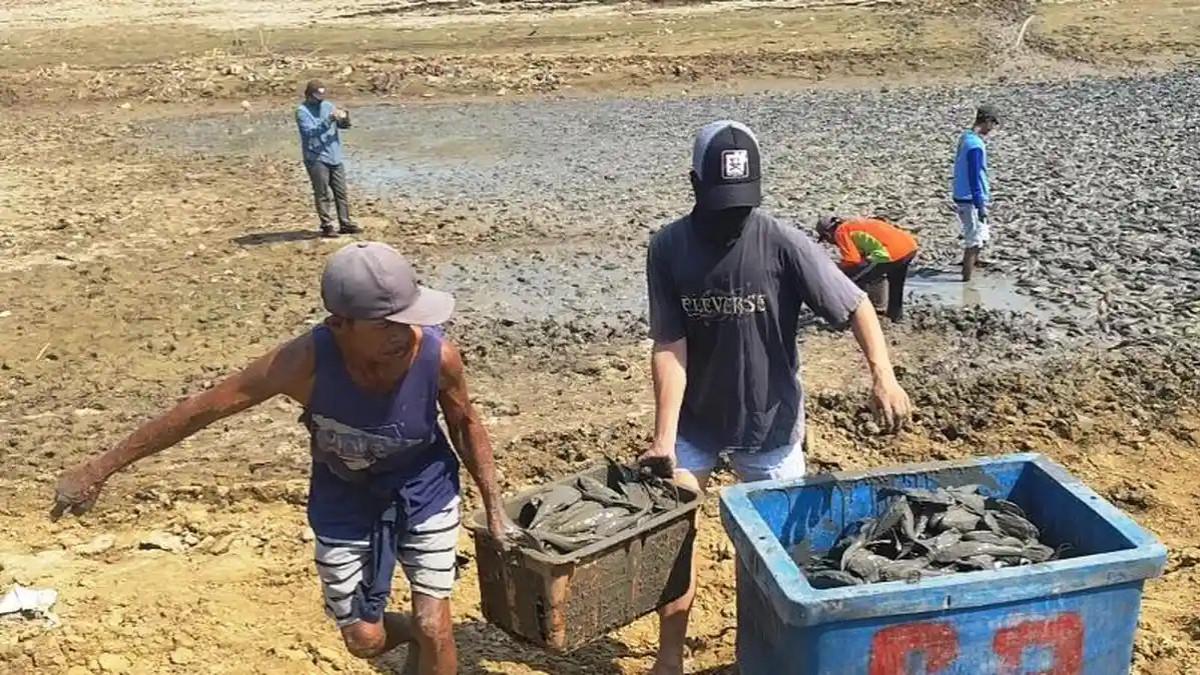 ANGKUT IKAN - Warga di Desa Bungasrejo, Kecamatan Jakenan, Kabupaten Pati mengangkut ikan sapu-sapu hasil buruan di Bendung Karet Sungai Juwana yang mengering akibat kemarau ekstrem, Rabu (2/9/2026).