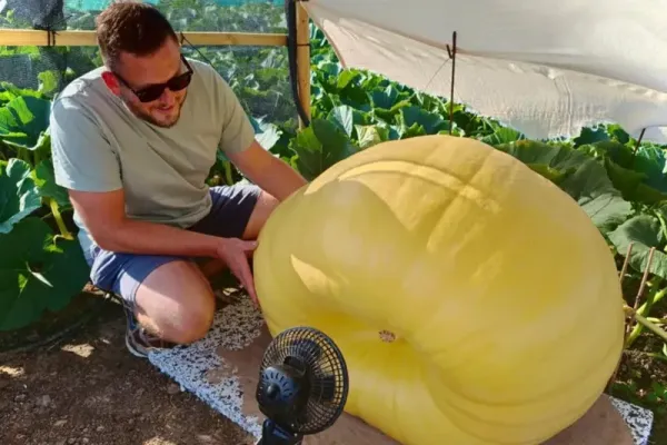Bukan Sulap! Labu Ini Bertambah 18 Kg dalam Semalam hingga Capai 544 Kg