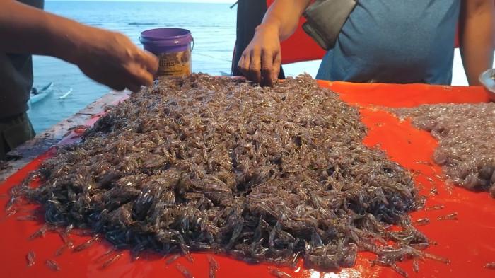 MUSIM NIKE - Ikan nike yang ditangkap nelayan di Kelurahan Leato, Kota Gorontalo, Provinsi Gorontalo, Selasa (8/9/2026).