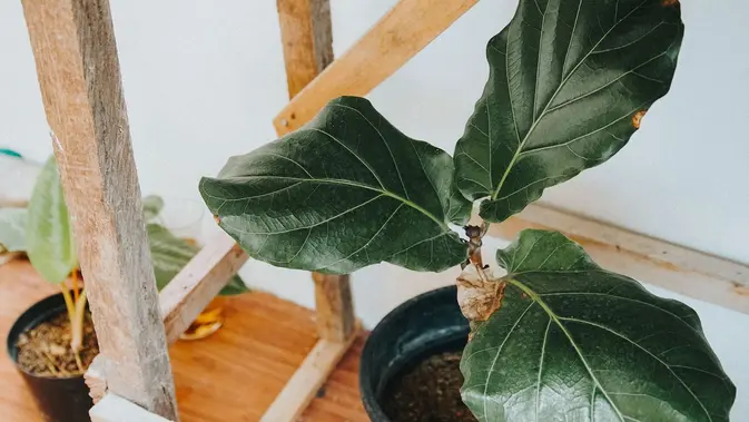 Jenis Tanaman Hias yang Paling Rewel (Pexels/Kenzero)