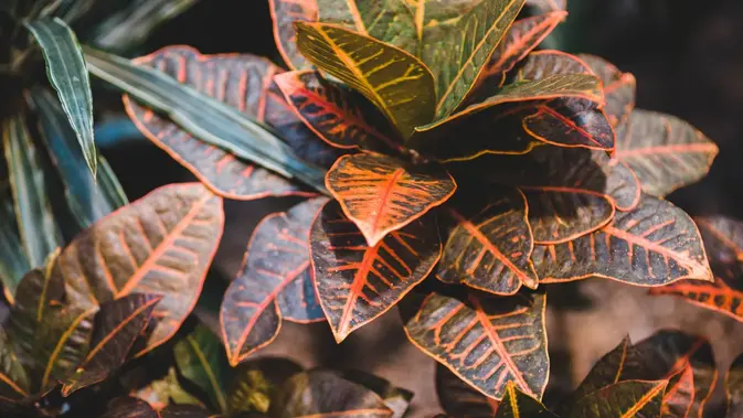 Jenis Tanaman Hias yang Paling Rewel (Pexels/Introspective Dsgn)