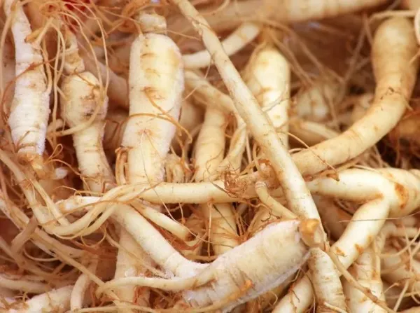 Ginseng liar berusia 100 tahun