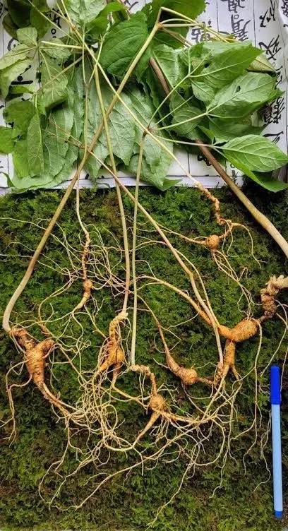 Ginseng liar berusia 100 tahun