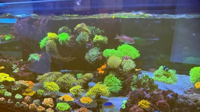 Berbagai jenis coral dan ikan di Indonesian Reefer's Coral Studio