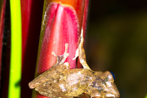 Frog Hidden For 100 Years