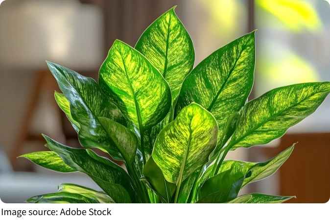 Aglaonema Growing Tips!