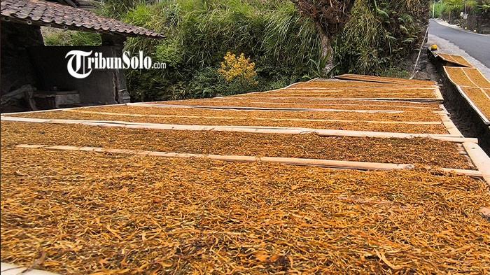 PANEN TEMBAKAU - Warga menjemur daun tembakau hasil panen, di Kemalang, Kabupaten Klaten, Selasa