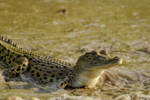 Crocodiles Adapt To The Wild
