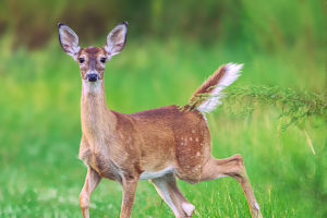 How Humans Reshape Wildlife