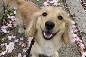 Dogs Can Sense Our Emotions