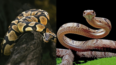 Python Rearing Back Pythons vs vipers: Venom, size, hunting by constriction or fangs ...