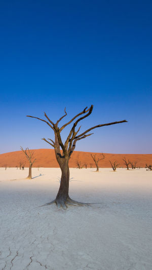 Deadvlei Desert Scene