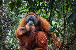 Orangutan Facts to Know
