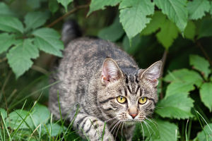 Cat Hunting Behaviors