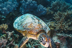 Reef Recovery Starts Here