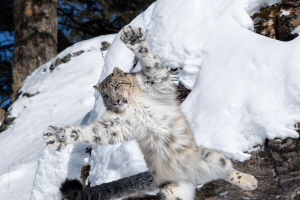 Snow Leopard Tail Power