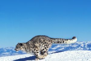 The Snow Leopard's Coat