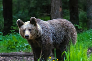 A Bear's Powerful Snout