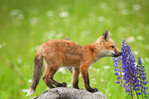 A Fox’s Powerful Nose